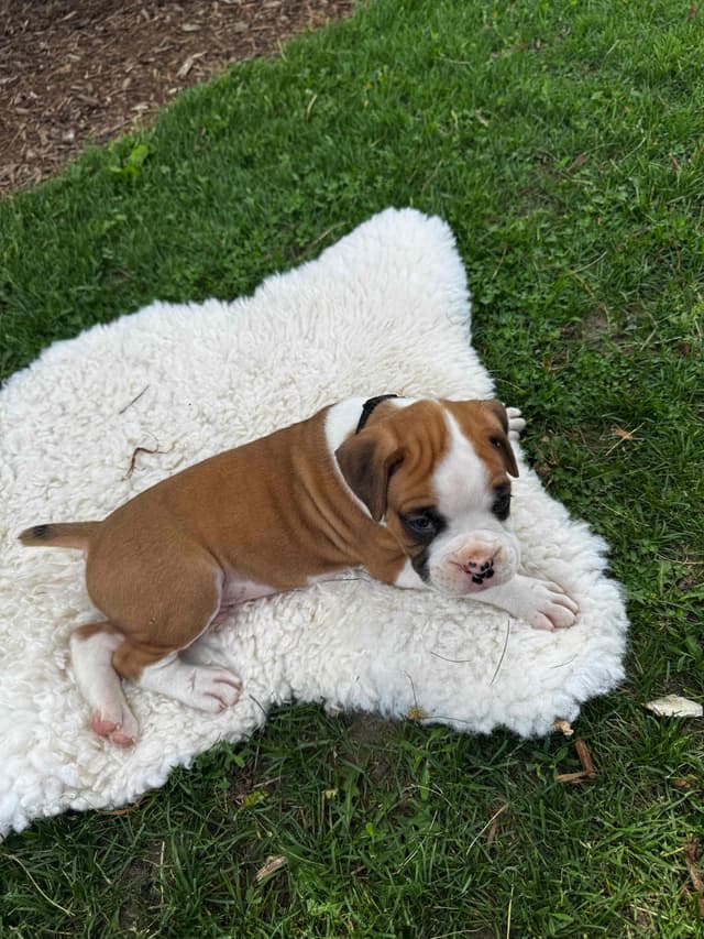 Boxer Puppies media 10