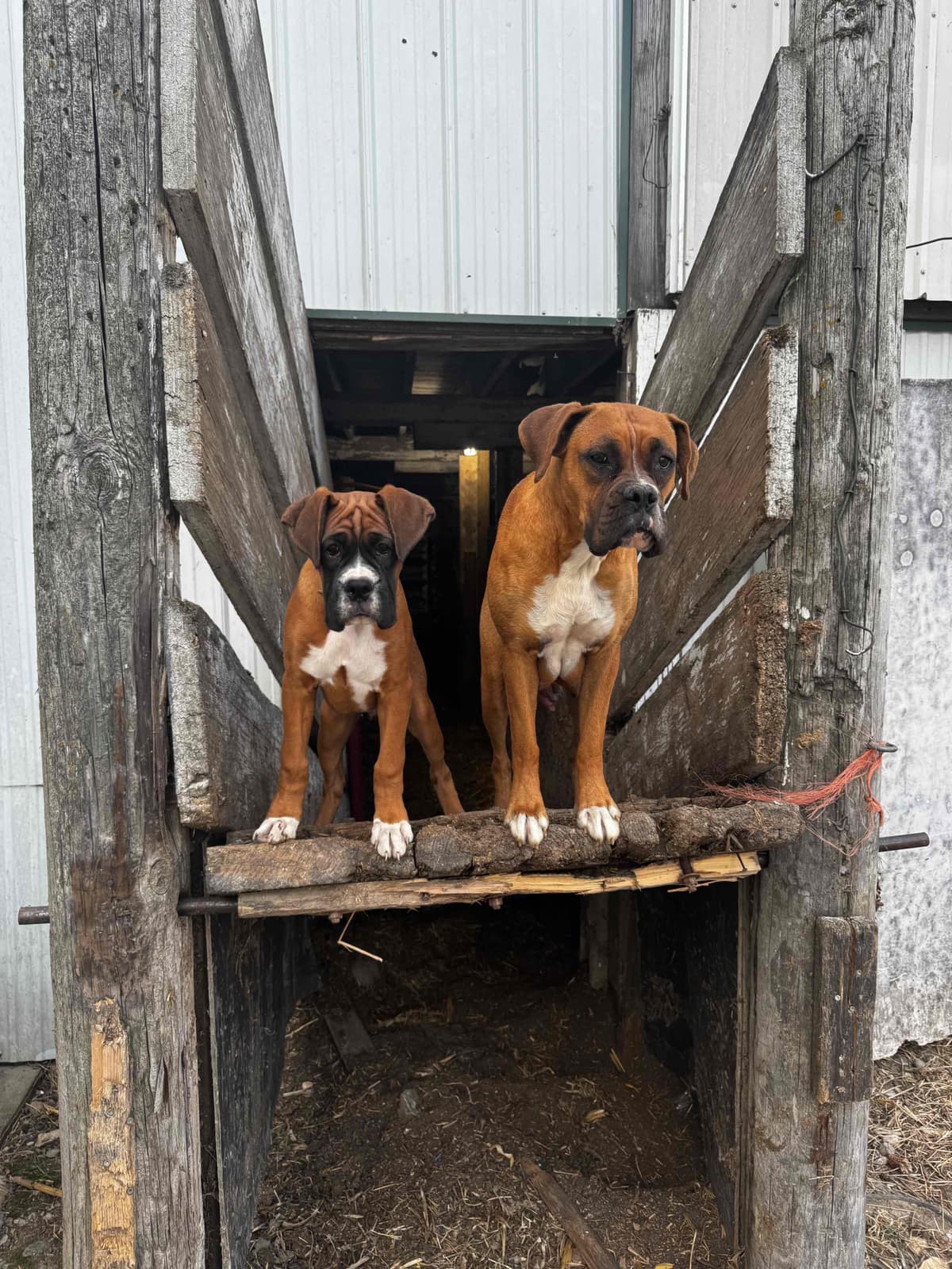 Boxer Puppies breeder image 1