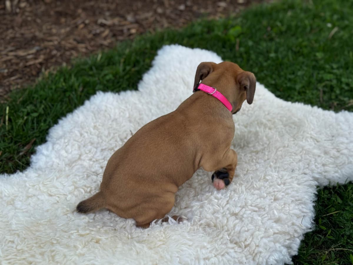 Boxer Puppies breeder image 3
