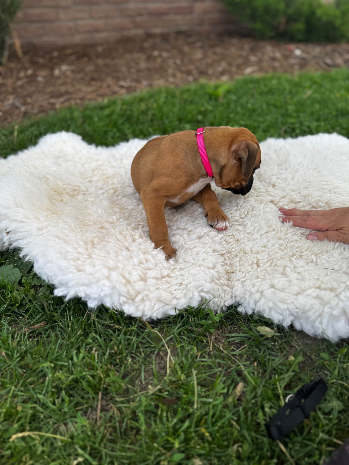 Boxer Puppies breeder image 5