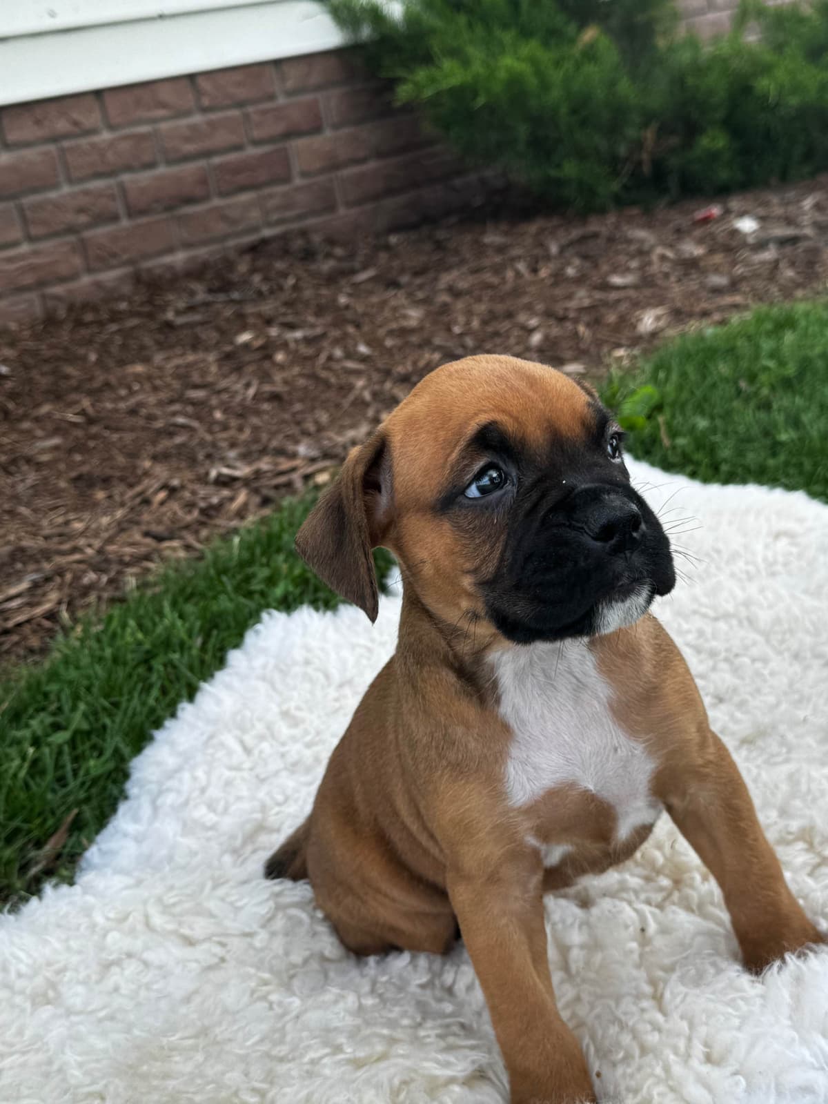 Boxer Puppies breeder image 4