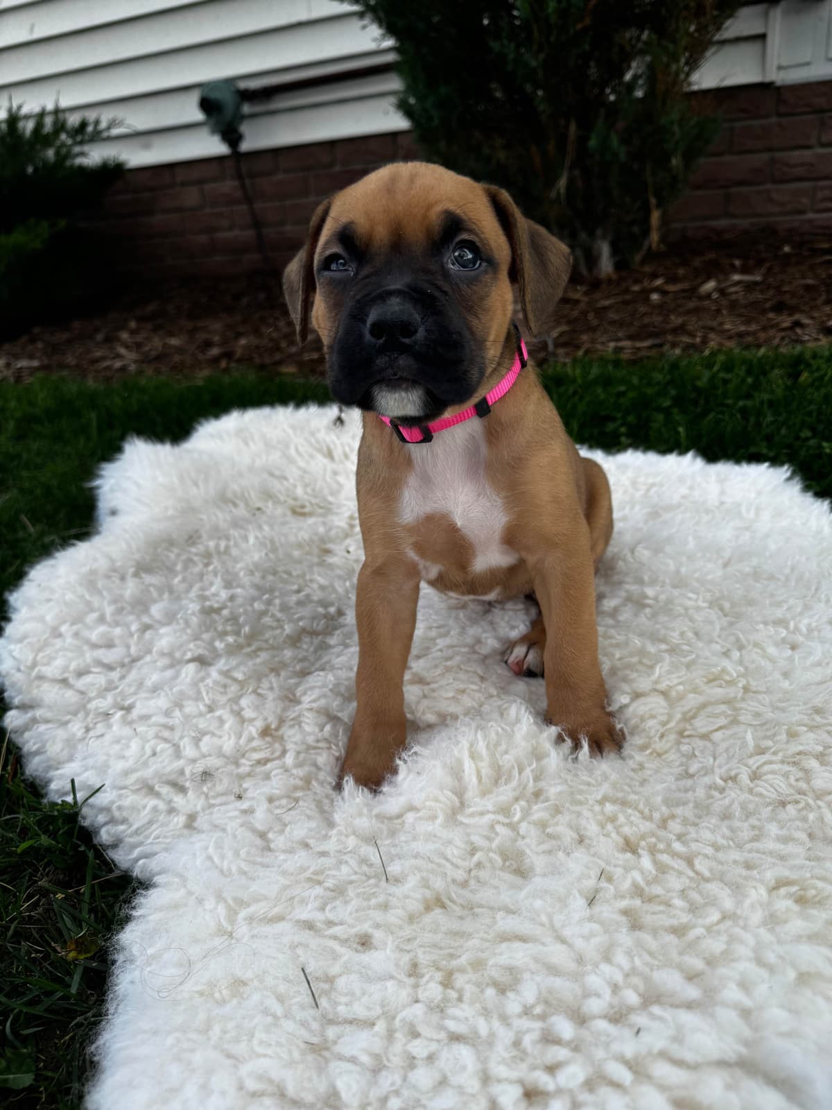 Boxer Puppies breeder image 6