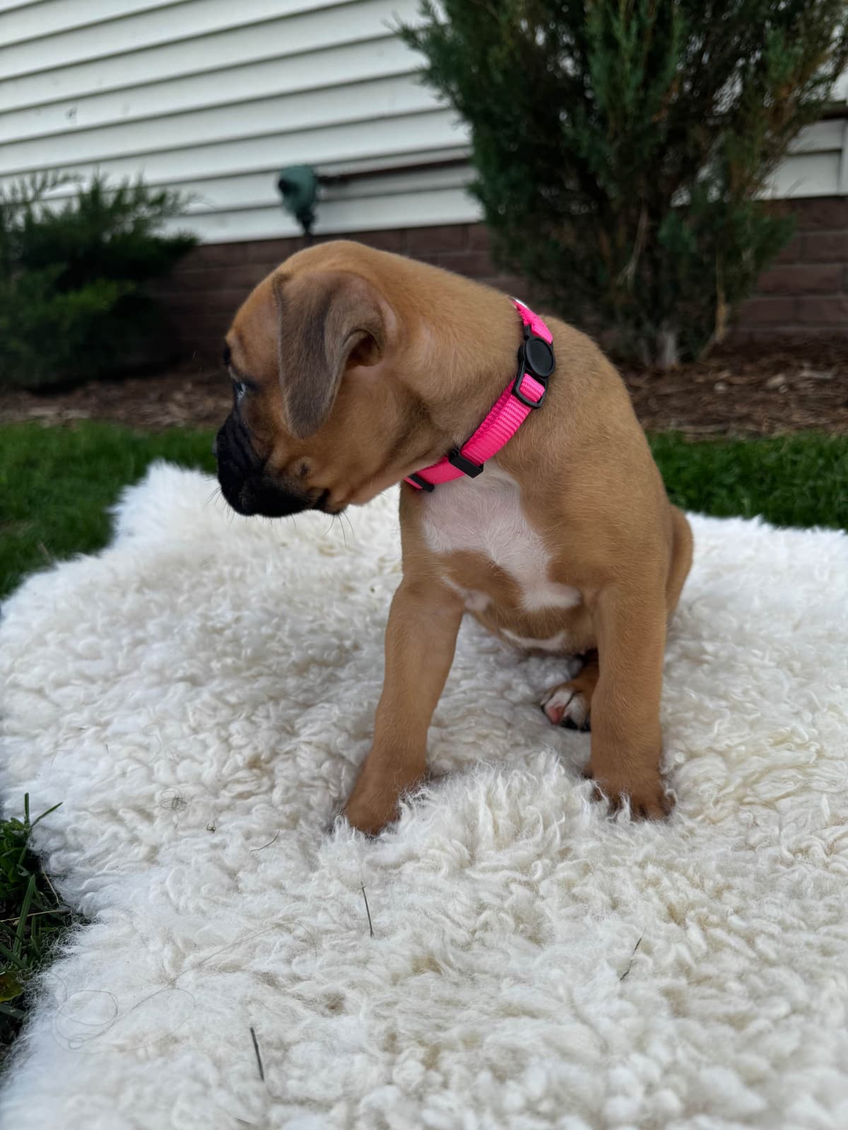 Boxer Puppies breeder image 8