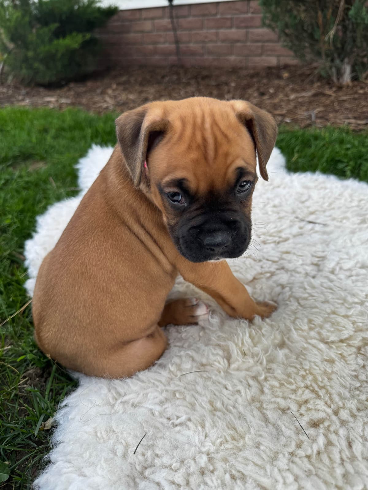 Boxer Puppies breeder image 7