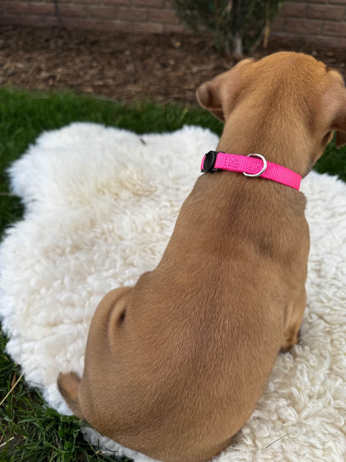 Boxer Puppies breeder image 9