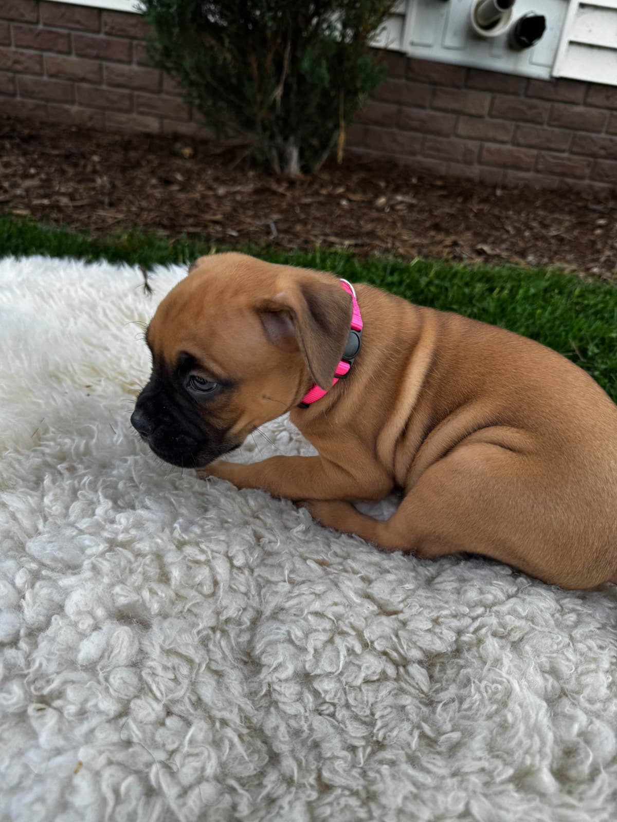 Boxer Puppies breeder image 10