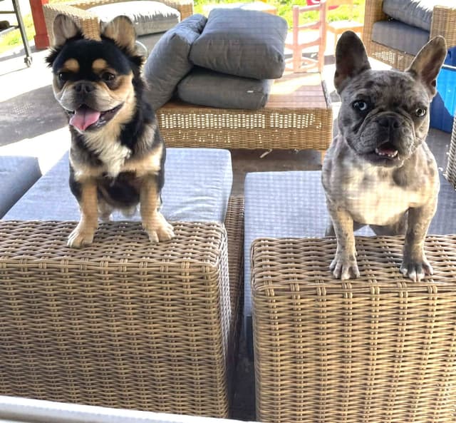 French Bulldog Puppies media 6