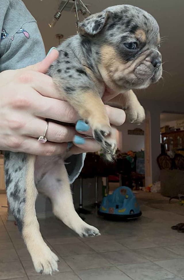 French Bulldog Puppies media 2