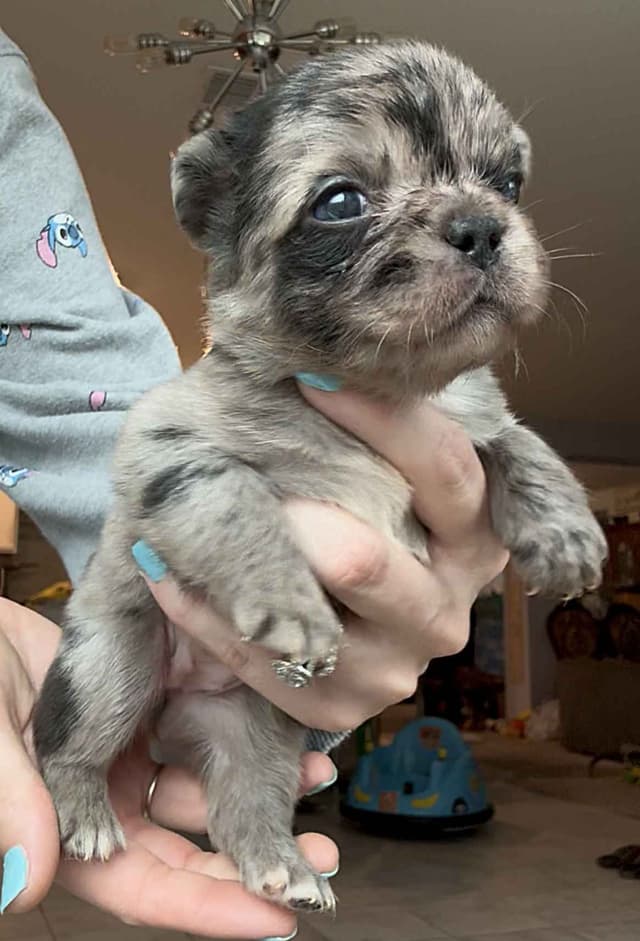 French Bulldog Puppies media 3