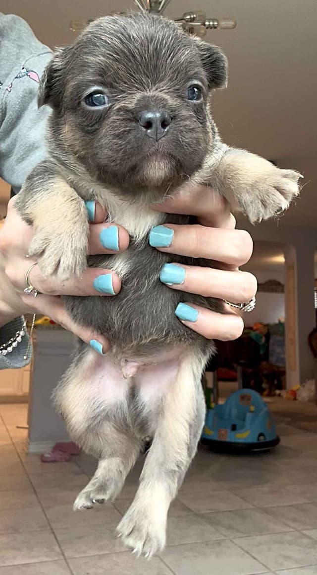 French Bulldog Puppies media 4