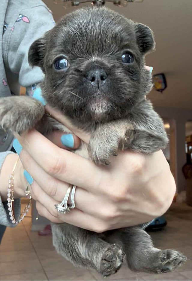 French Bulldog Puppies media 5