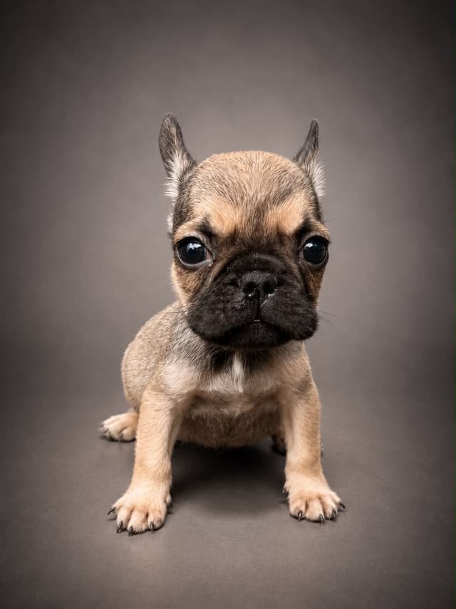 French Bulldog Puppies media 6