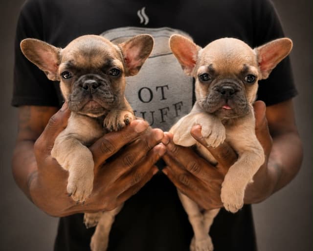 French Bulldog Puppies media 5