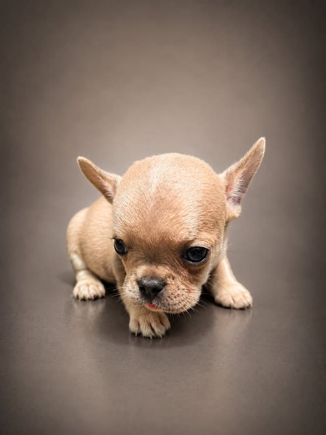 French Bulldog Puppies media 7