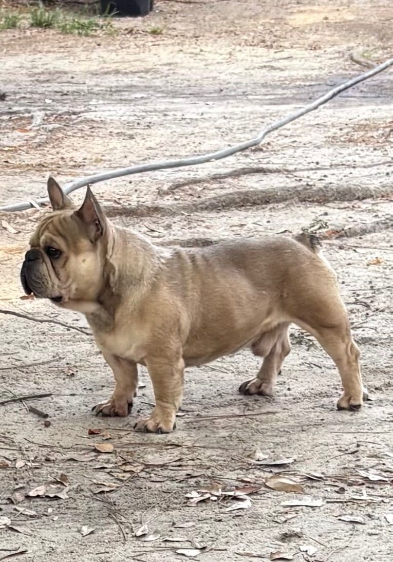 French Bulldog Puppies breeder image 2