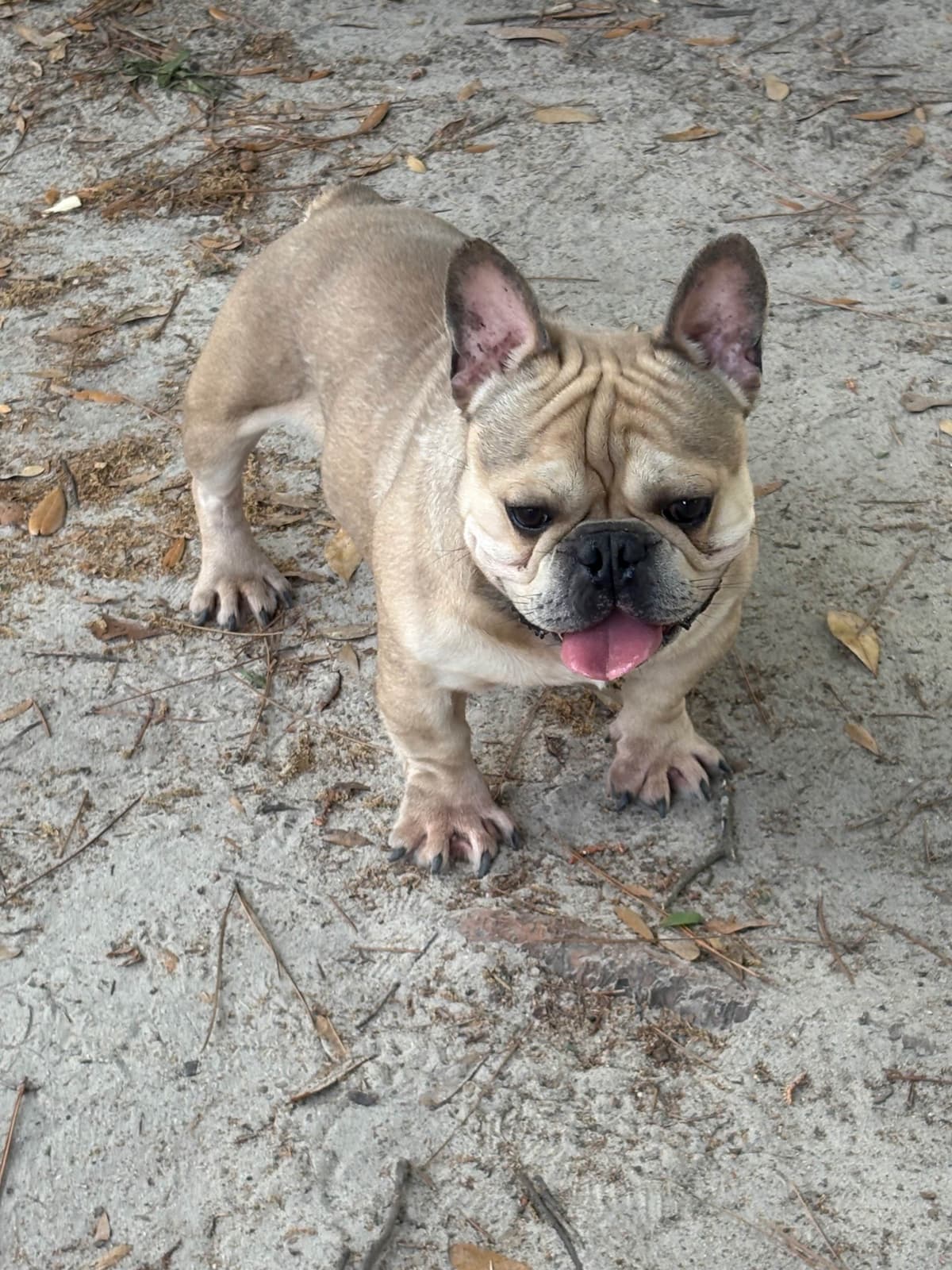 French Bulldog Puppies breeder image 3
