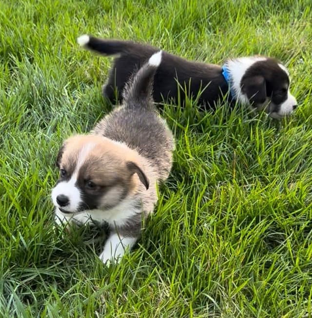 Pembroke Welsh Corgi Puppies media 3