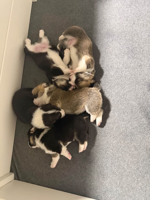 Pembroke Welsh Corgi Puppies media 4