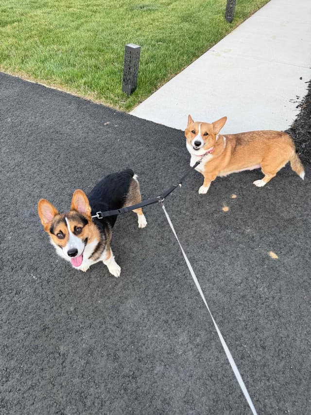 Pembroke Welsh Corgi Puppies media 5