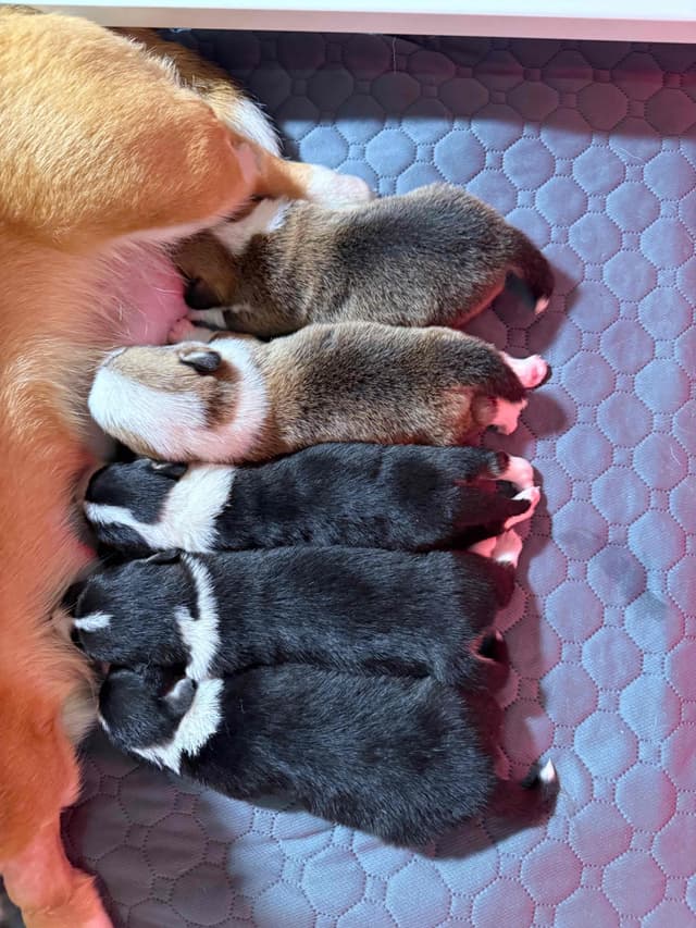 Pembroke Welsh Corgi Puppies media 6