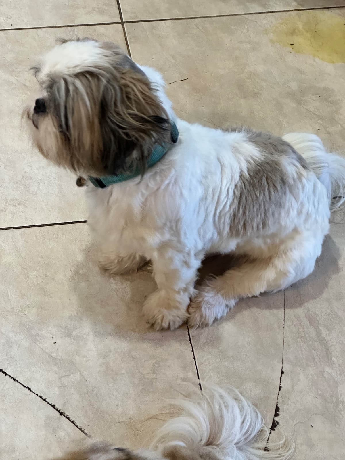 Shih Tzu Puppies Orlando breeder image 2