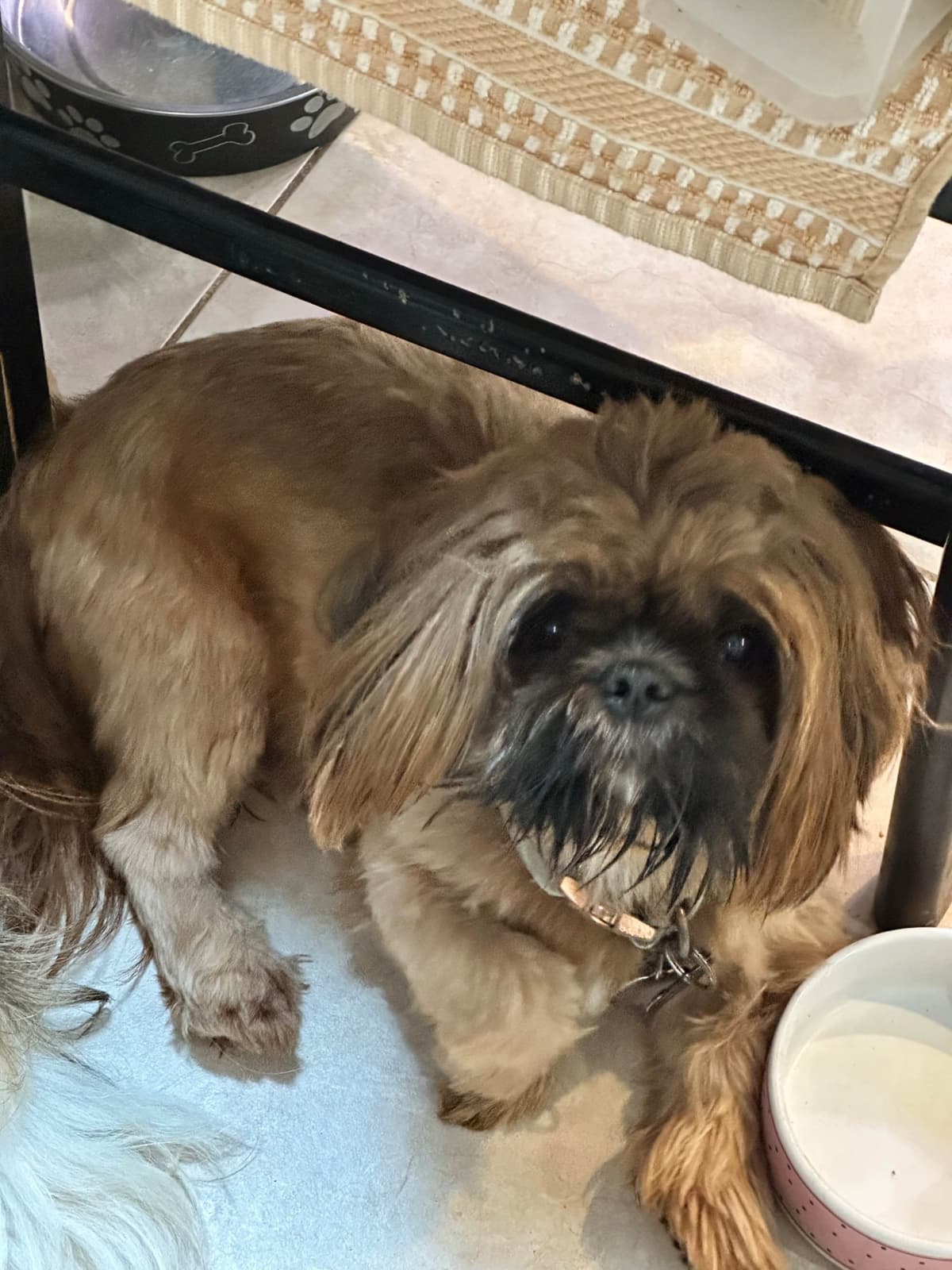 Shih Tzu Puppies Orlando breeder image 3