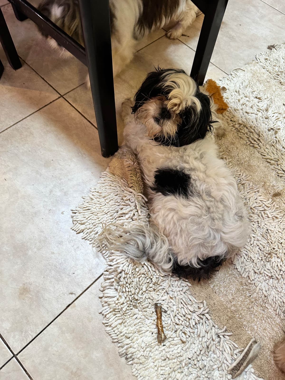 Shih Tzu Puppies Orlando breeder image 4