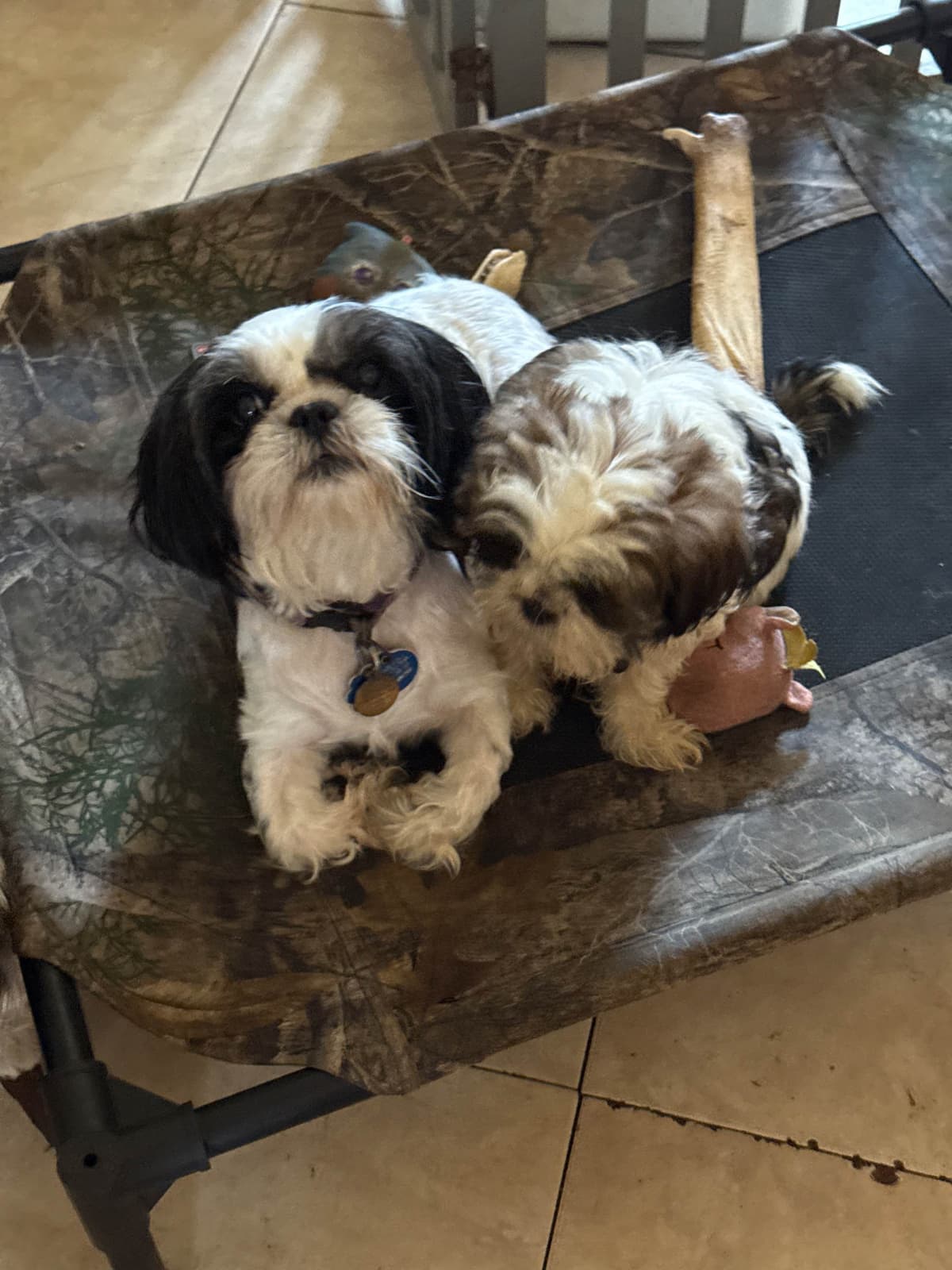 Shih Tzu Puppies Orlando breeder image 5