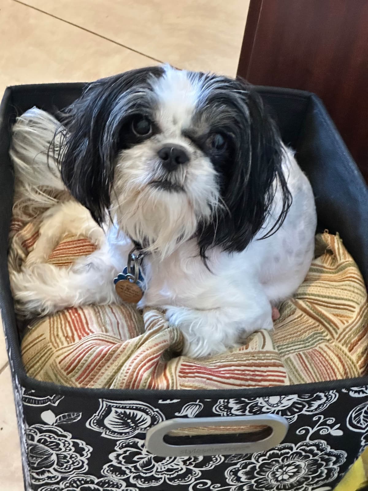 Shih Tzu Puppies Orlando breeder image 6