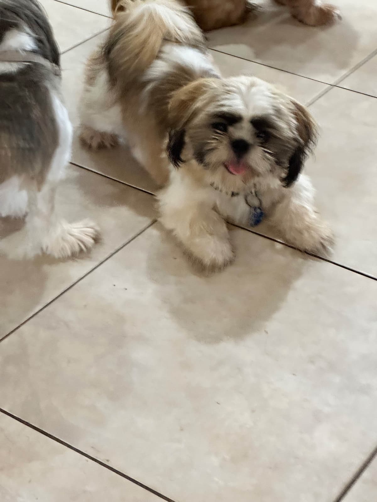 Shih Tzu Puppies Orlando breeder image 7