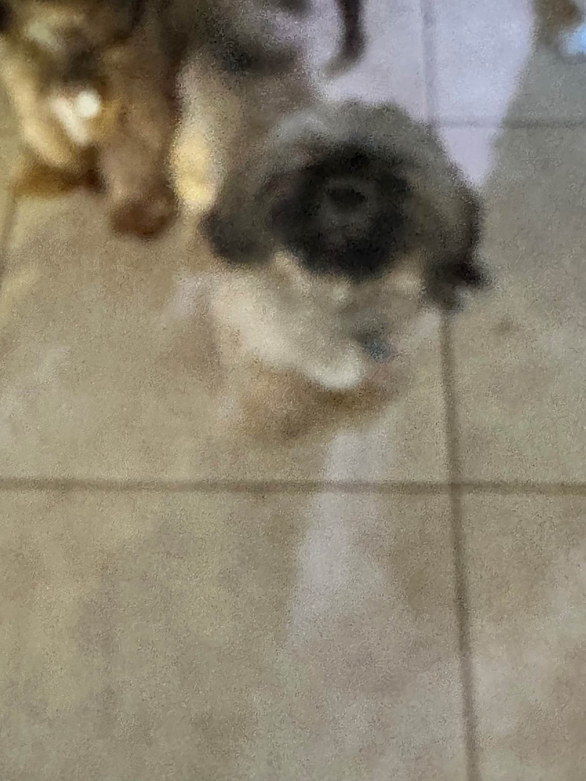 Shih Tzu Puppies Orlando breeder image 8