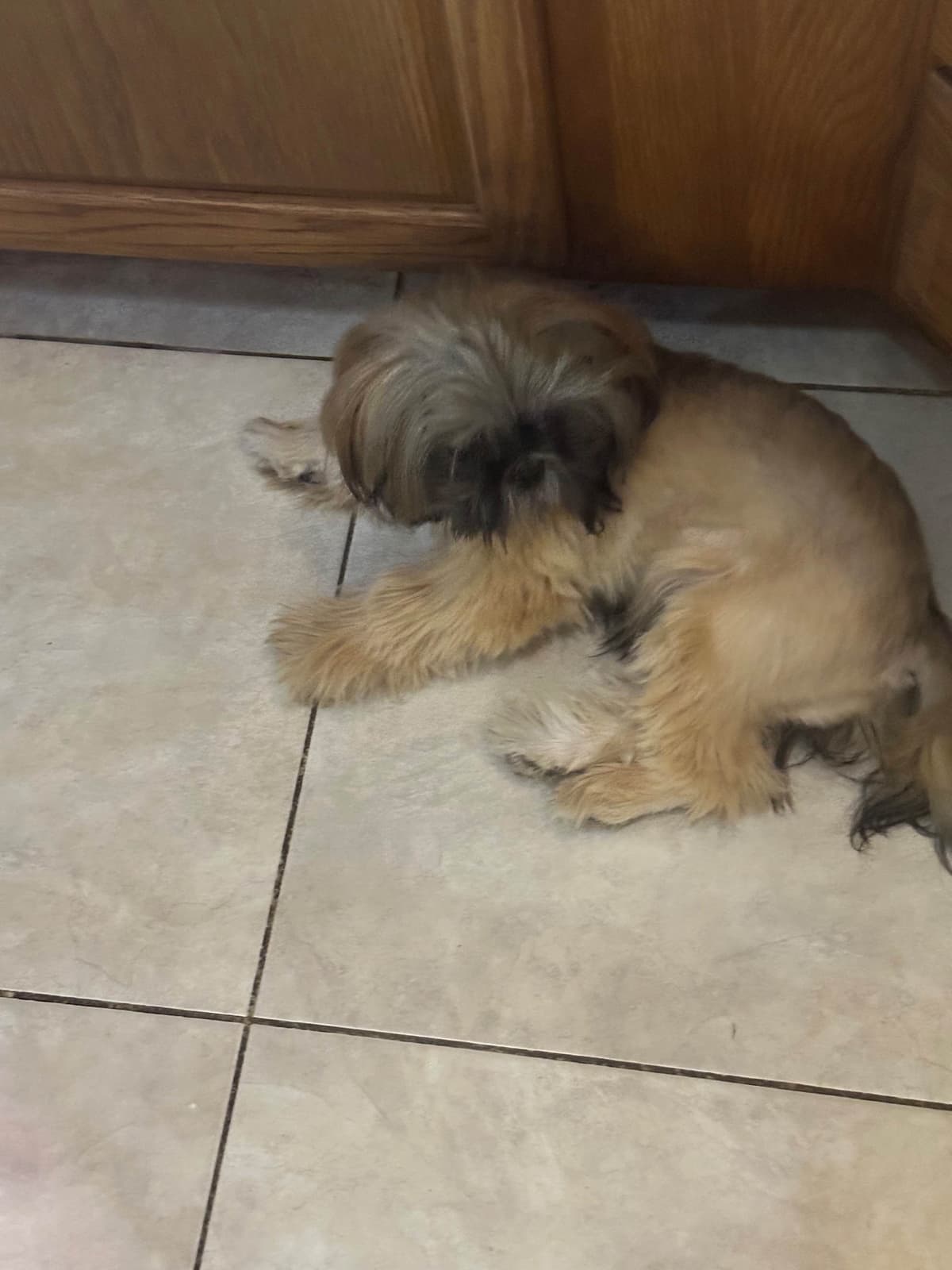 Shih Tzu Puppies Orlando breeder image 9
