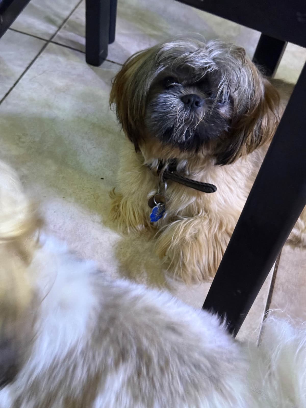 Shih Tzu Puppies Orlando breeder image 10