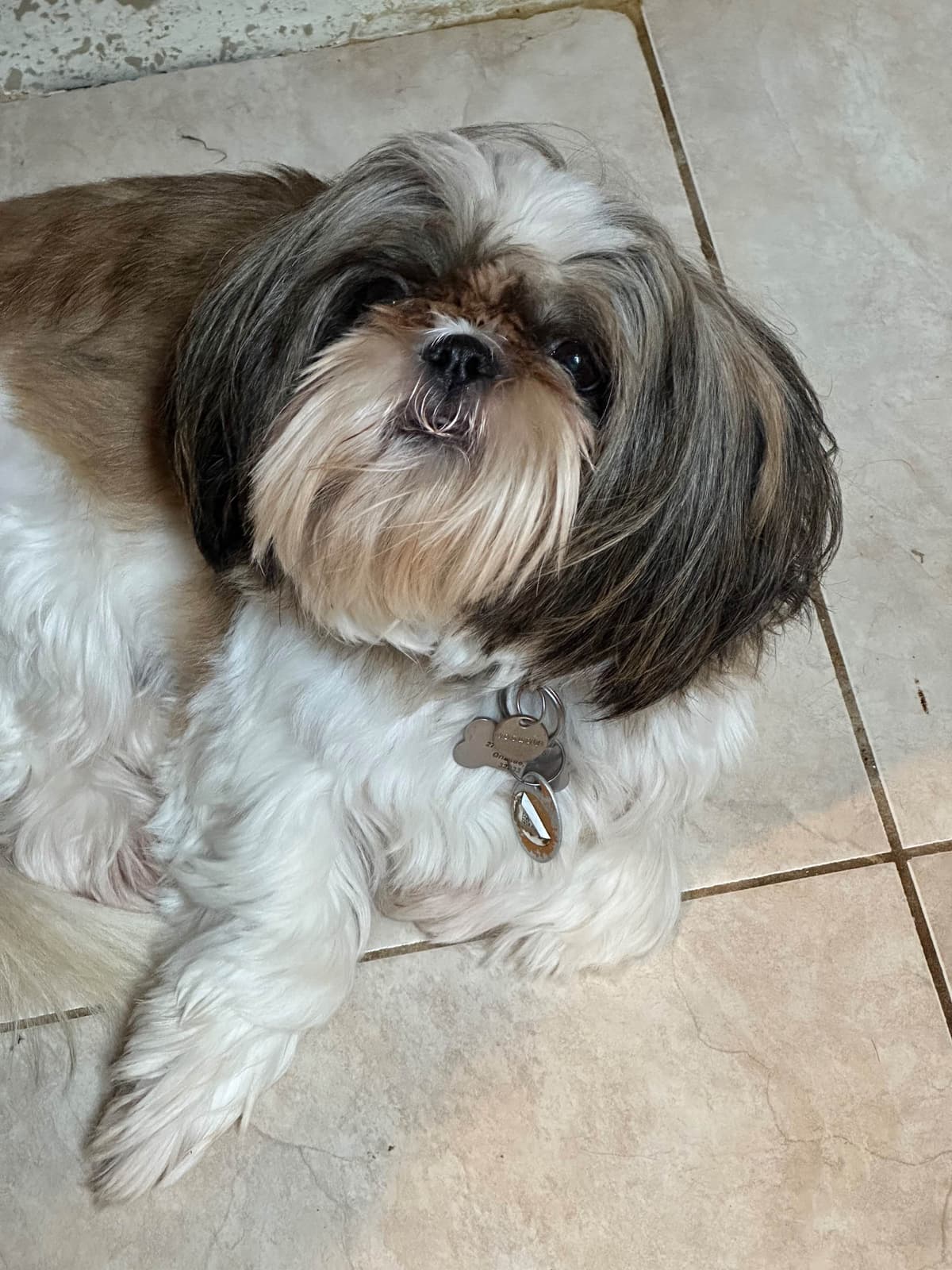 Shih Tzu Puppies Orlando breeder image 11