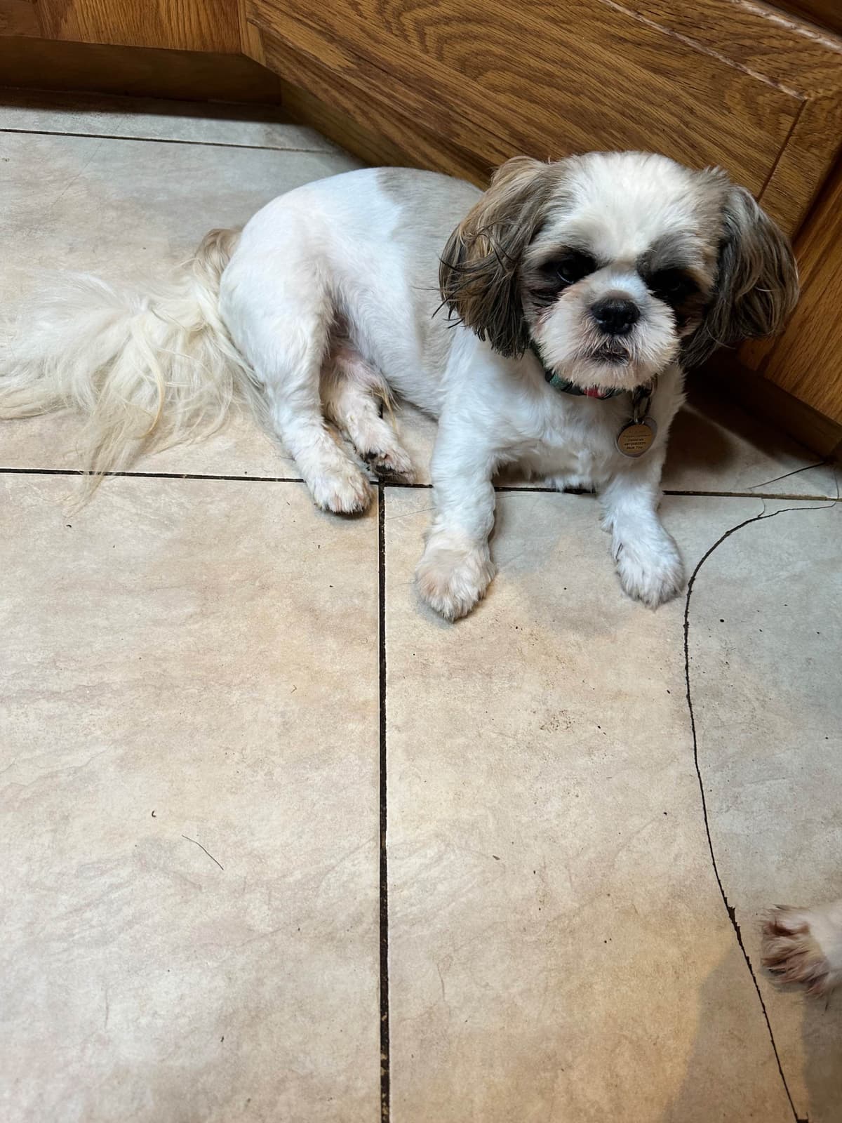 Shih Tzu Puppies Orlando breeder image 12