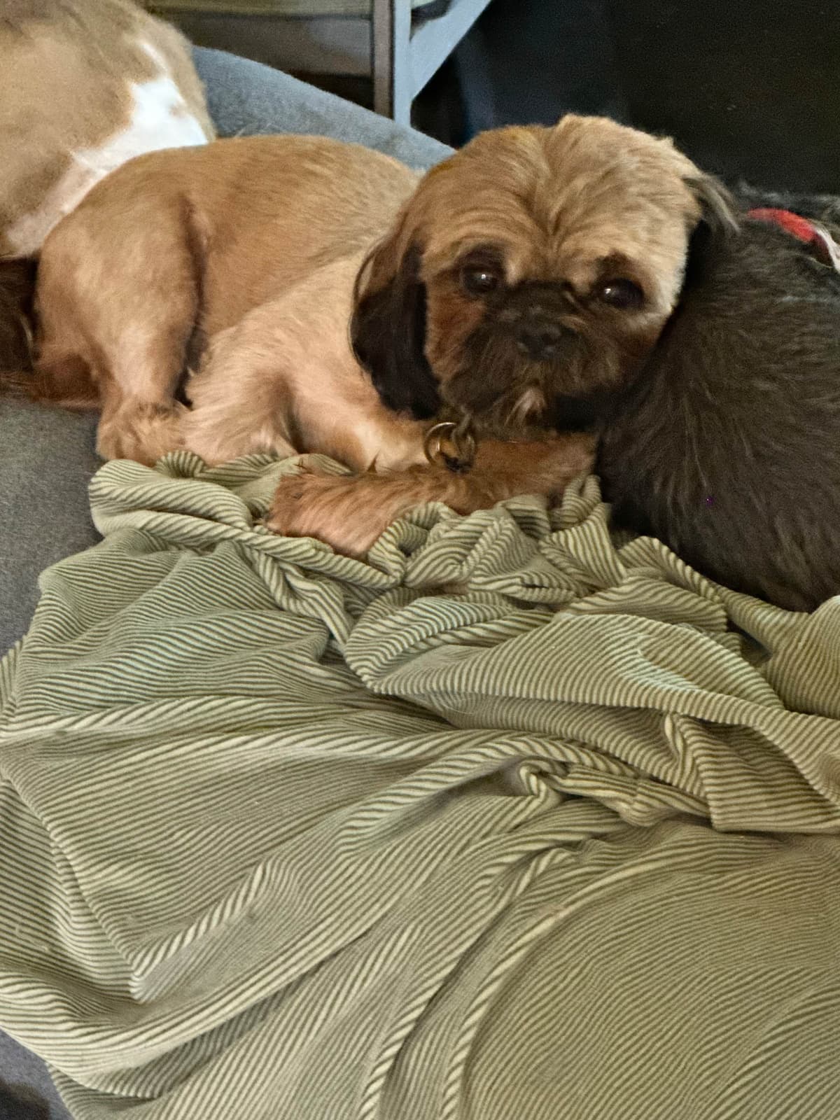 Shih Tzu Puppies Orlando breeder image 13
