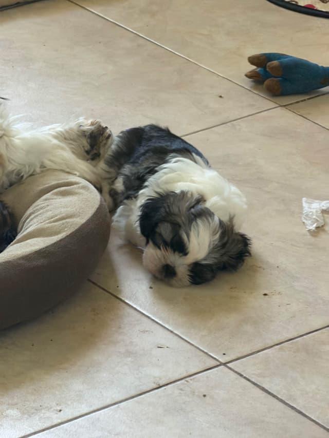 Shih Tzu Puppies Orlando media 2