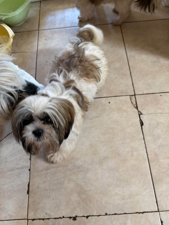 Shih Tzu Puppies Orlando media 4