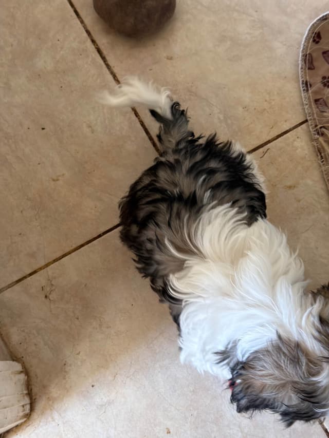Shih Tzu Puppies Orlando media 5