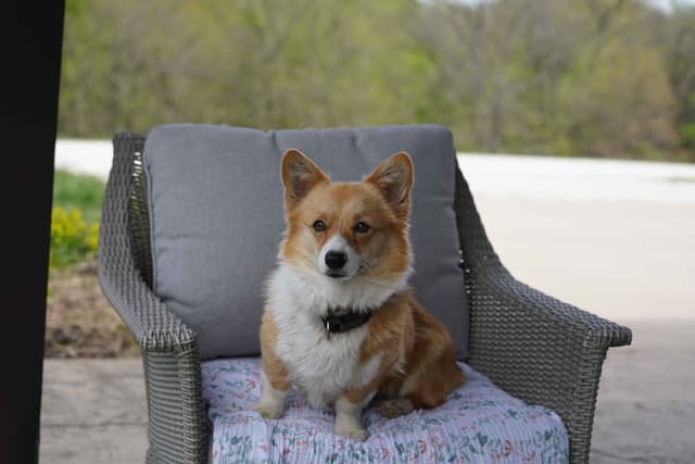 Ready This Week- One Female Pembroke Welsh Corgi Puppy! media 2