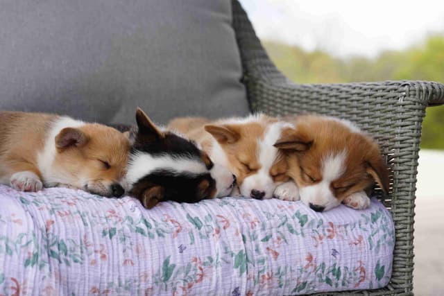Ready This Week- One Female Pembroke Welsh Corgi Puppy! media 3