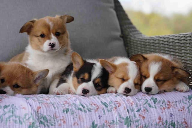 Ready This Week- One Female Pembroke Welsh Corgi Puppy! media 4