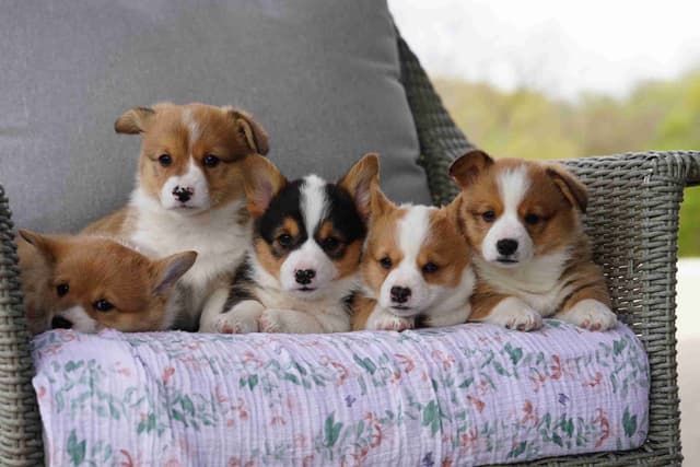 Ready This Week- One Female Pembroke Welsh Corgi Puppy! media 5
