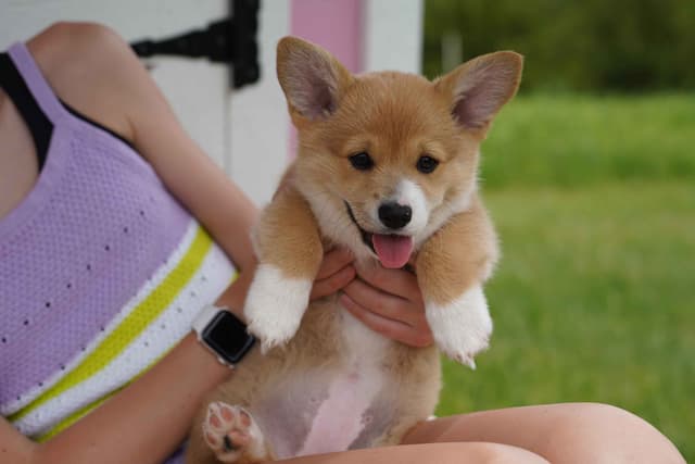 Ready This Week- One Female Pembroke Welsh Corgi Puppy! media 6