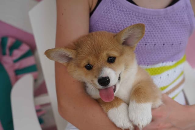 Ready This Week- One Female Pembroke Welsh Corgi Puppy! media 7