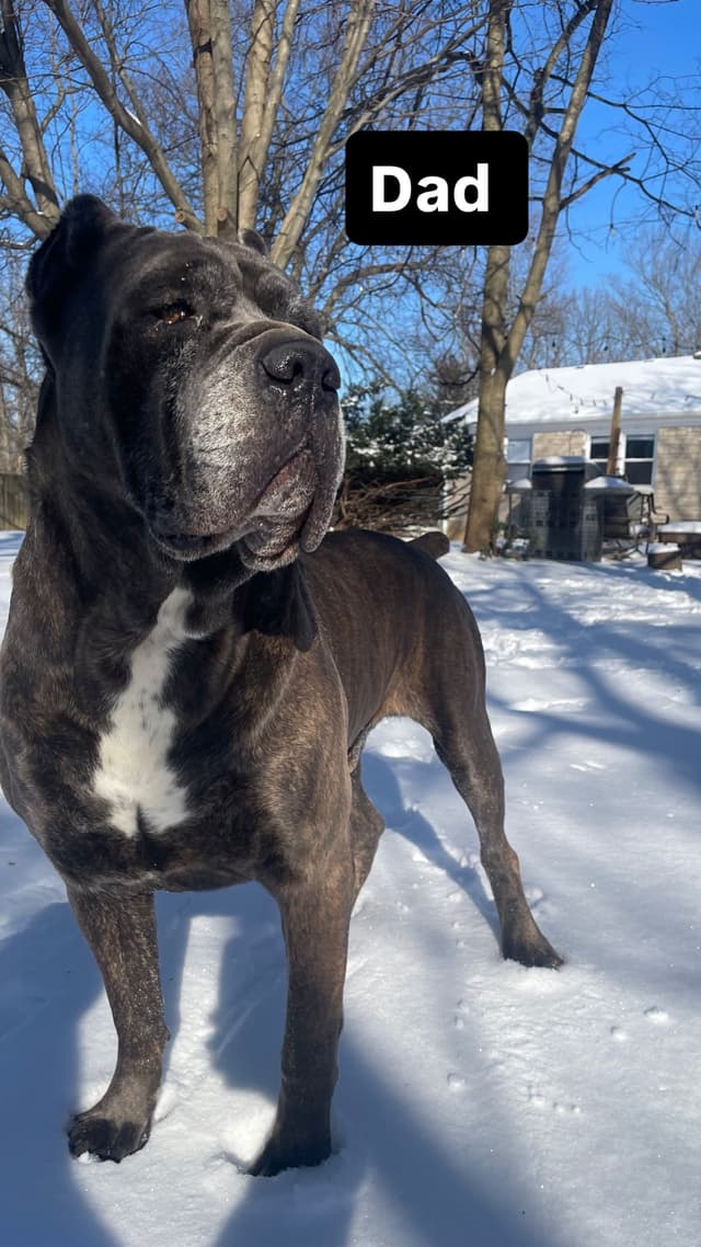 Cane Corso Puppies media 2