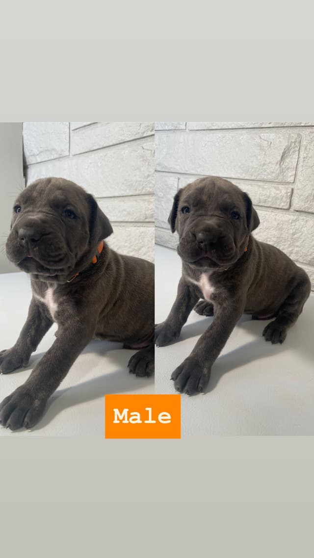 Cane Corso Puppies media 4