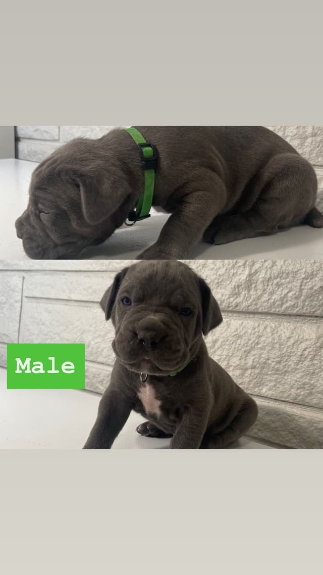 Cane Corso Puppies media 3