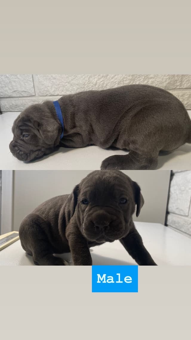 Cane Corso Puppies media 6