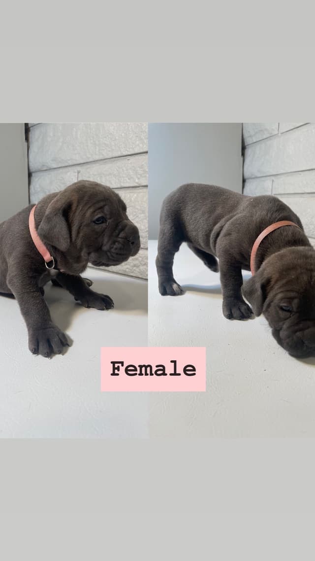 Cane Corso Puppies media 5